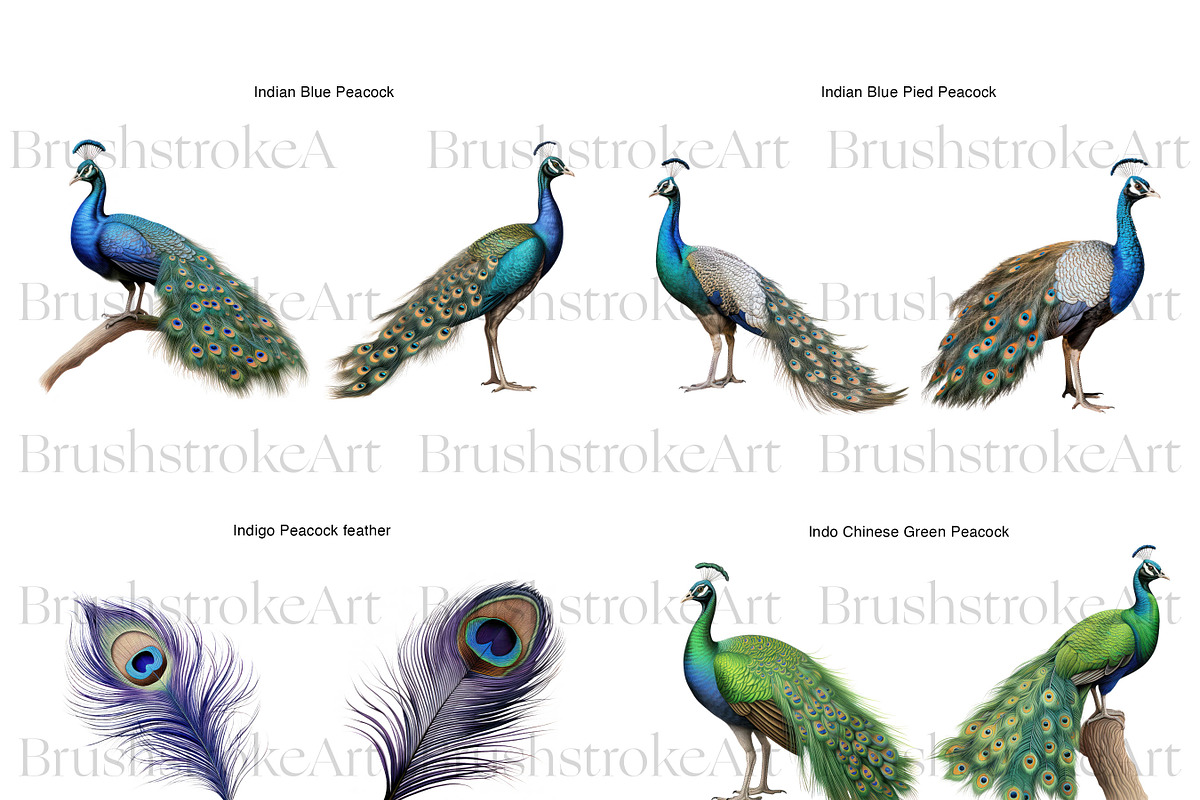 Peacock Clipart, Peacock Feather PNG, an Animal Illustration by BrushstrokeArtGB (Photo 2 of 9)