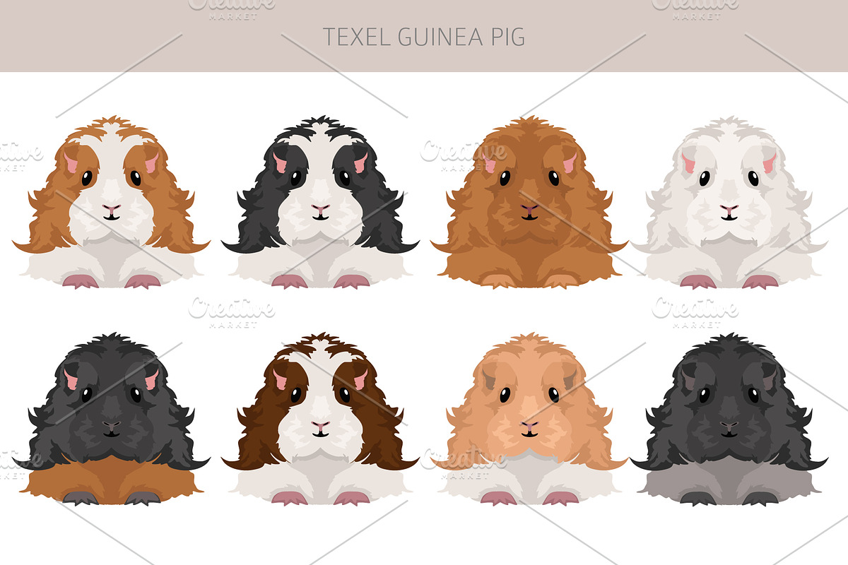 Texel Guinea Pig set, an Animal Illustration by pet design shop (Photo 3 of 5)