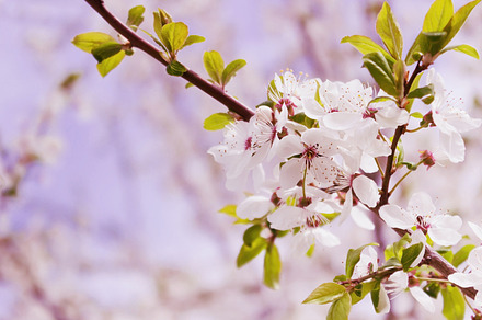 Flowering cherry tree featuring cherry, spring, and flower