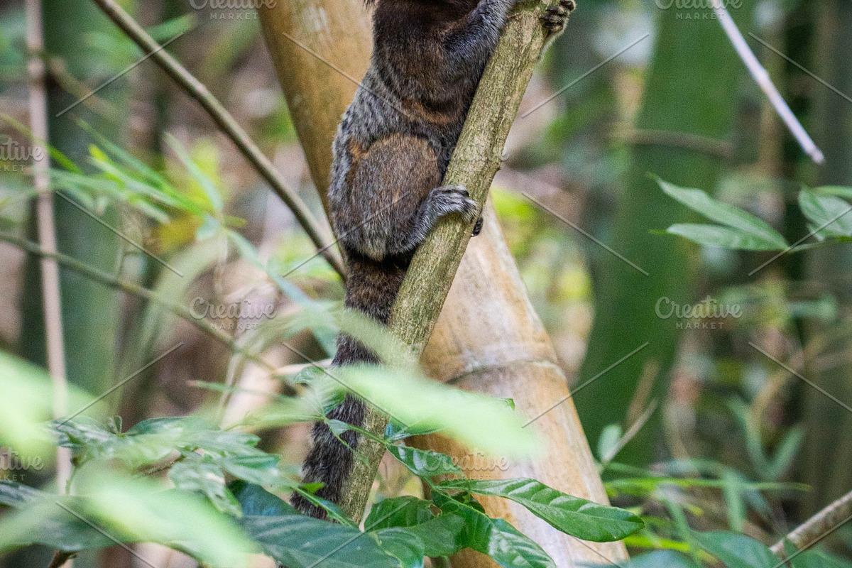 Brazilian Marmoset in the Forest, an Animal Photo by HiLine (Photo 8 of 11)