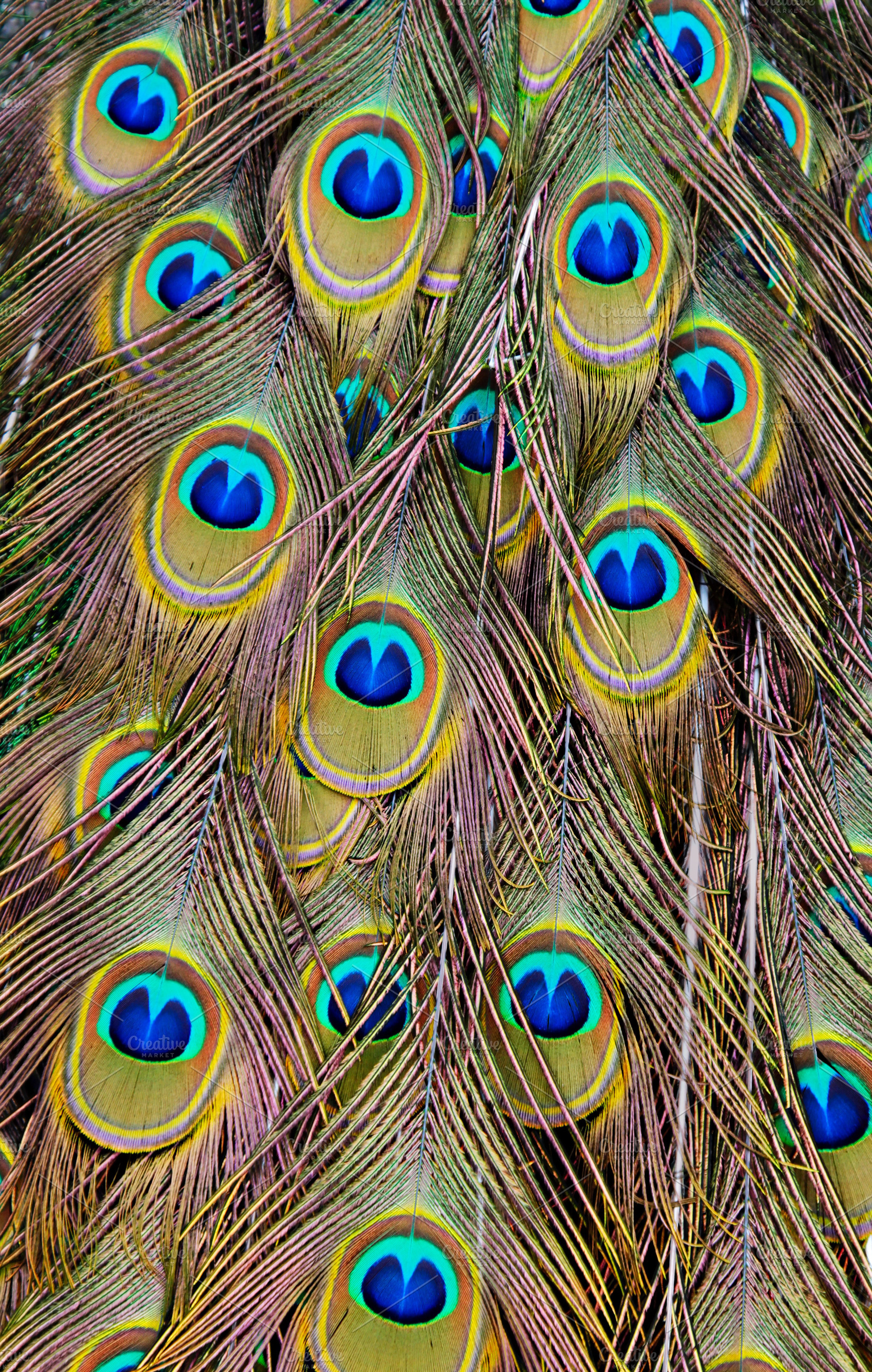Peacock background, a Photo by saiko3p