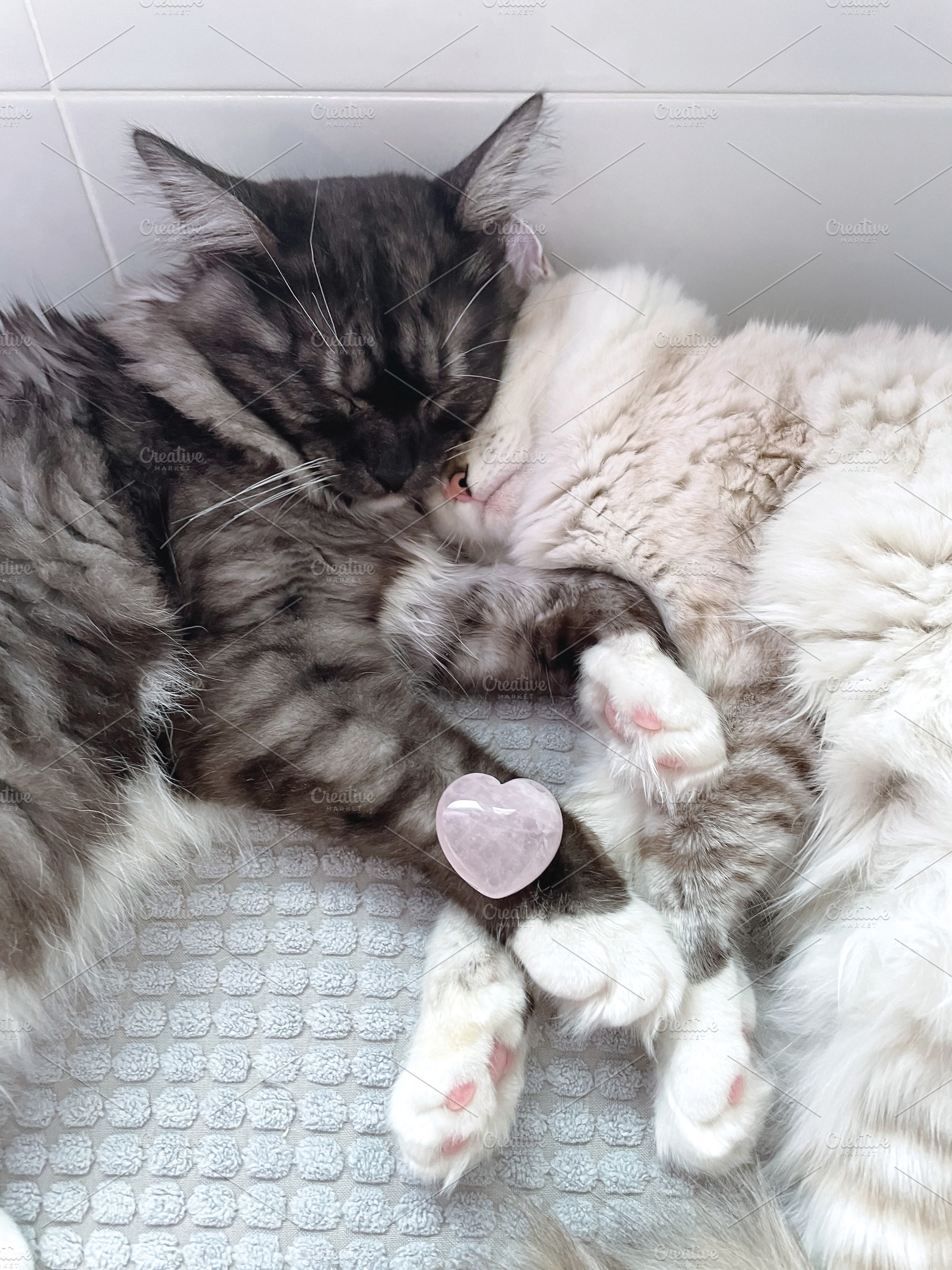 Cats and heart pink crystal, an Animal Photo by Natalia Flurno