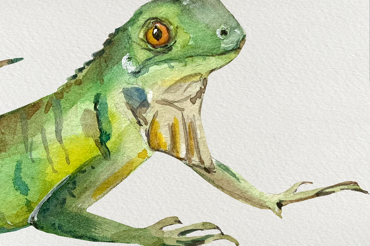 Watercolor Iguanas Clip Art, an Animal Illustration by Tati Bordiu (Photo 3 of 4)
