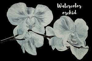 Watercolor Orchid Vector, Png, Jpeg