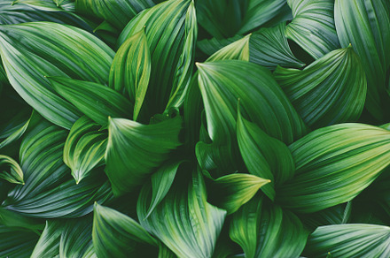 Tropical Leaves Botanical Background