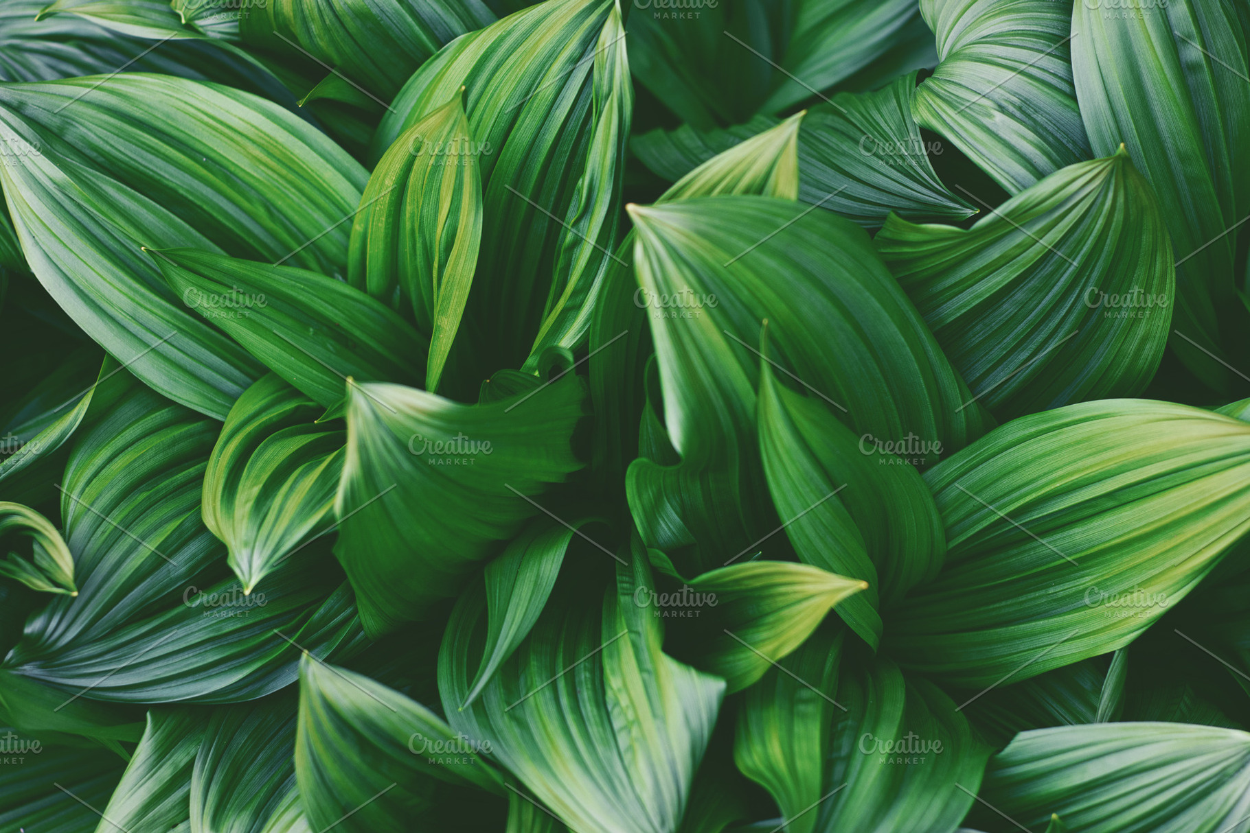 Tropical Leaves Botanical Background, a Nature Photo by René Jordaan Photography