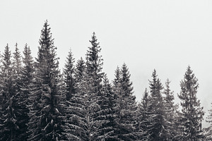 Winter landscape in the mountains stock photo containing forest and cold