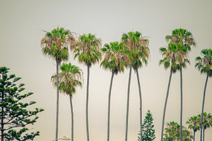 Palm trees containing palms, tree, and sky
