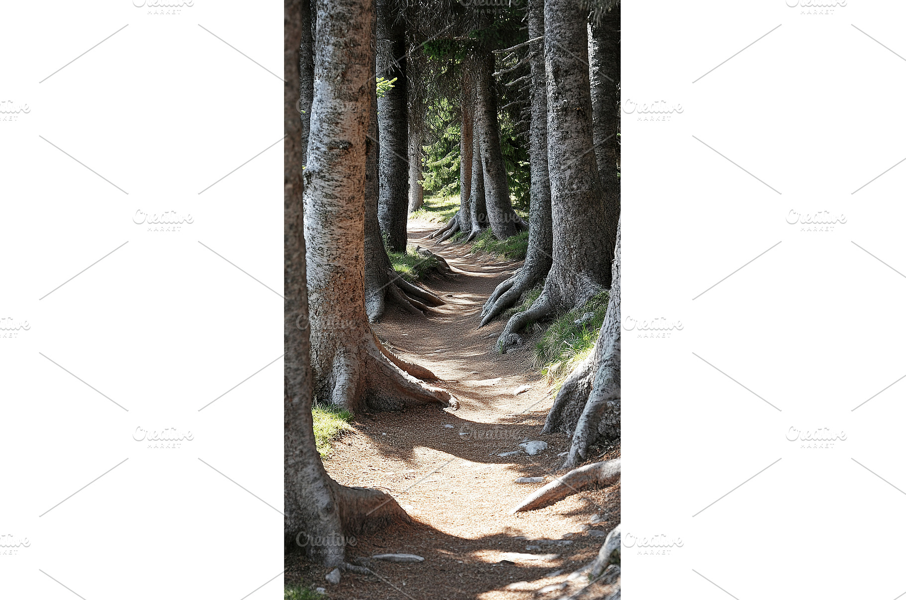 Serene woodland path lined with, a Nature Photo by Lermont51