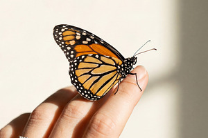 Butterfly Perched on Woman's Hand, an Animal Photo by Virgo Studio