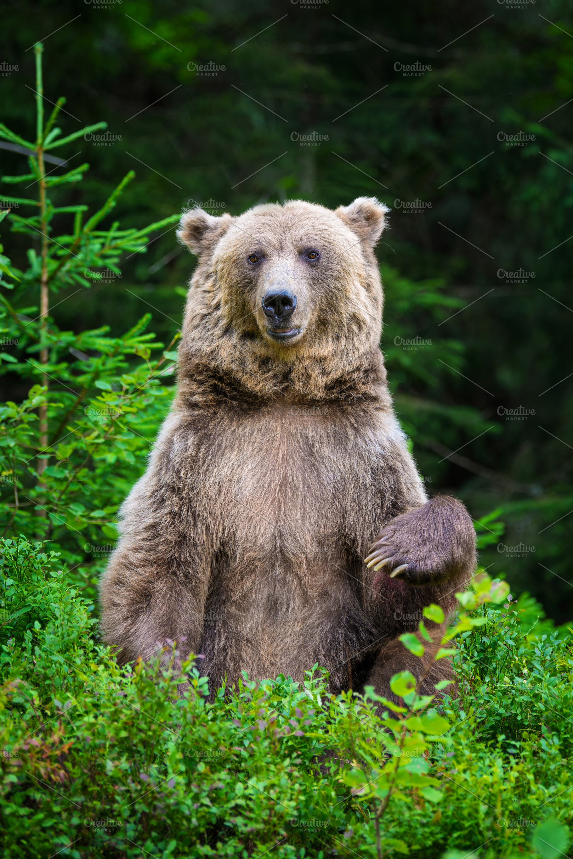 Brown bear standing upright among lush green foliage in a forest, an Animal Photo by Byrdyak