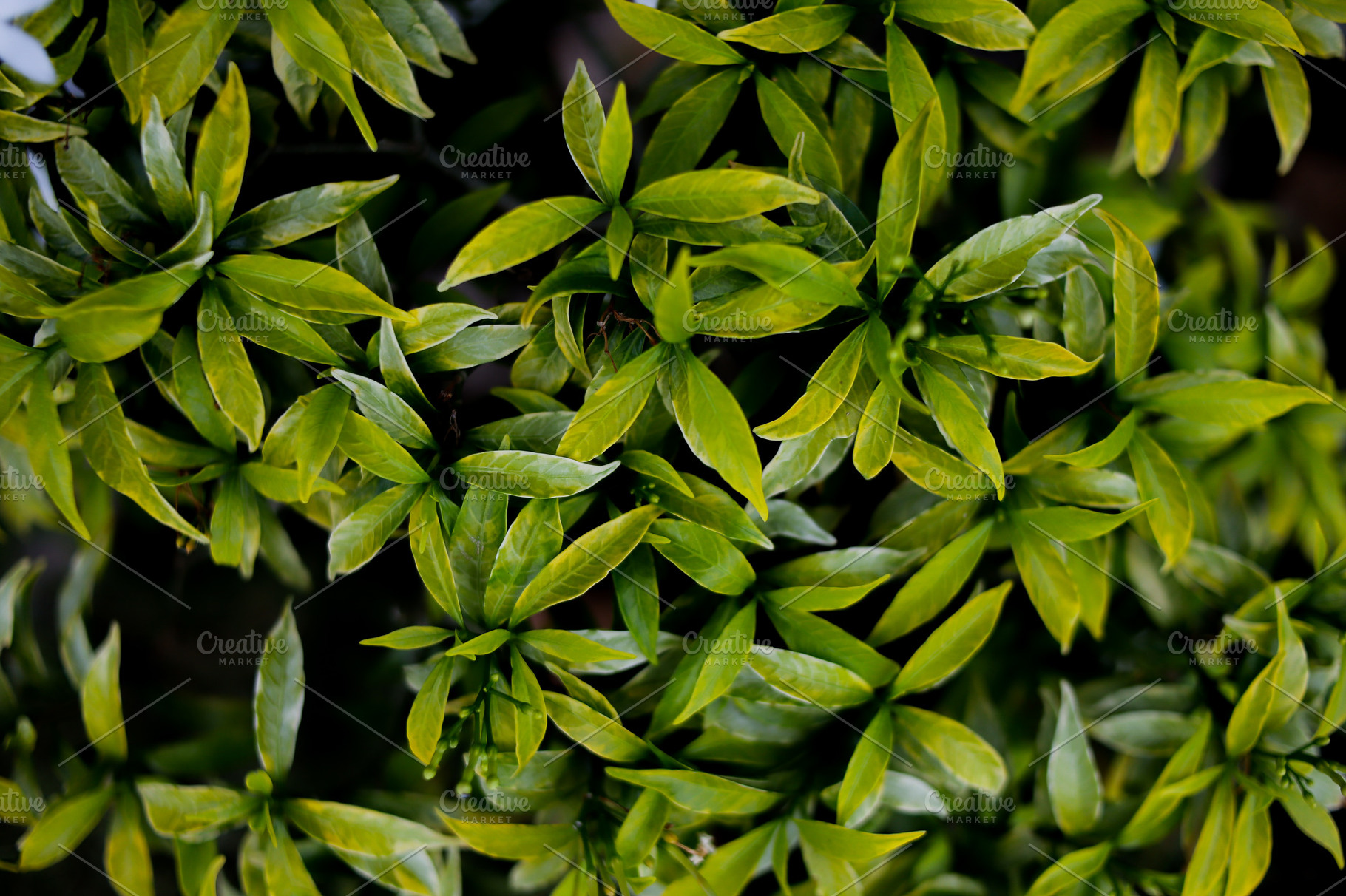 Close-Up of Fresh Green Tropical Lea, a Nature Photo by bastera