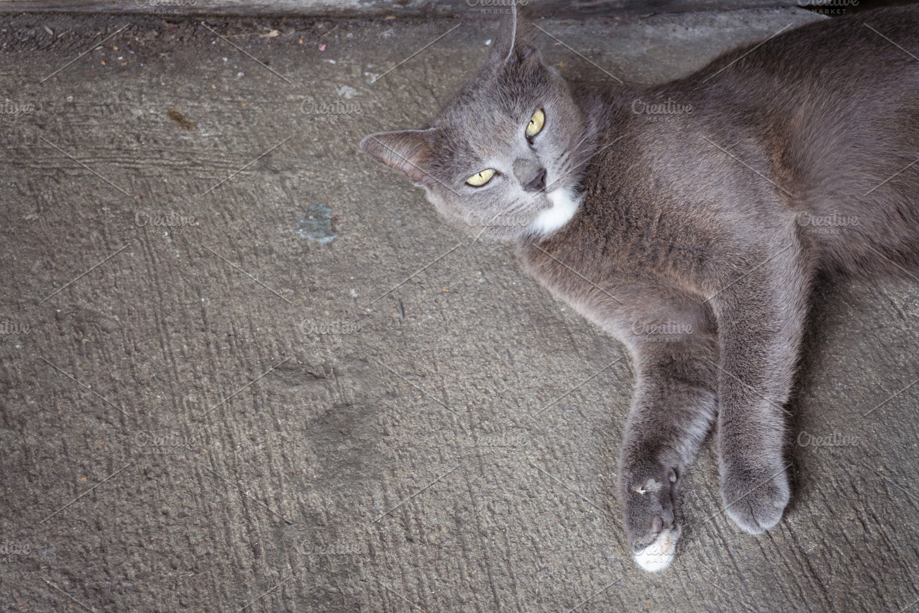 Kitten, an Animal Photo by AMMi