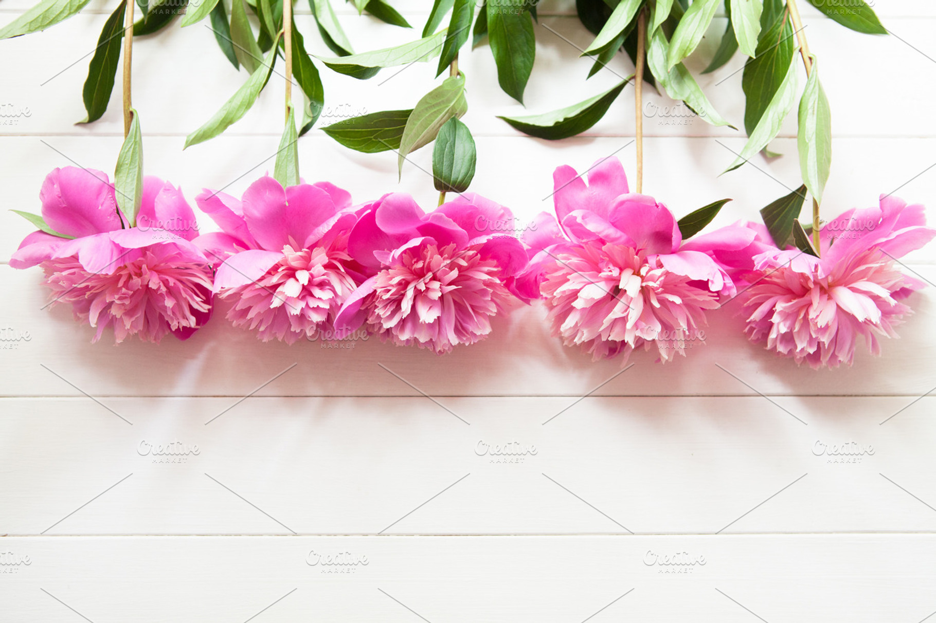 Bright fresh pink summer peonies containing background, copy space, and casual, a Nature Photo by Marine Girl shop