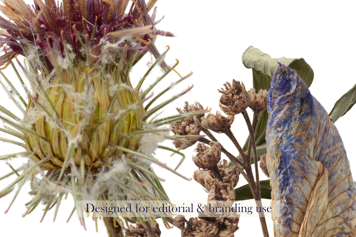 Airy Meadow – Thistle & Burr Studies, an Object Graphic by Aga Silva (Photo 5 of 5)