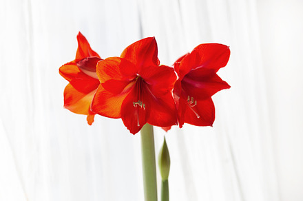 Beautiful red amaryllis flowers