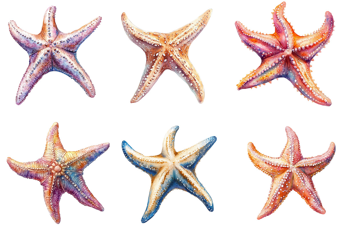 Starfish Watercolor Clipart, an Illustration by SinaCreation (Photo 4 of 5)