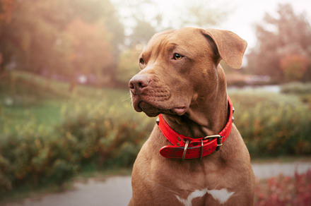 Lovable, pretty puppy of brown color. Close-up, an Animal Photo by Svetlana Barchan