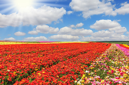 The red and yellow garden ranunculus, a Nature Photo by kavram