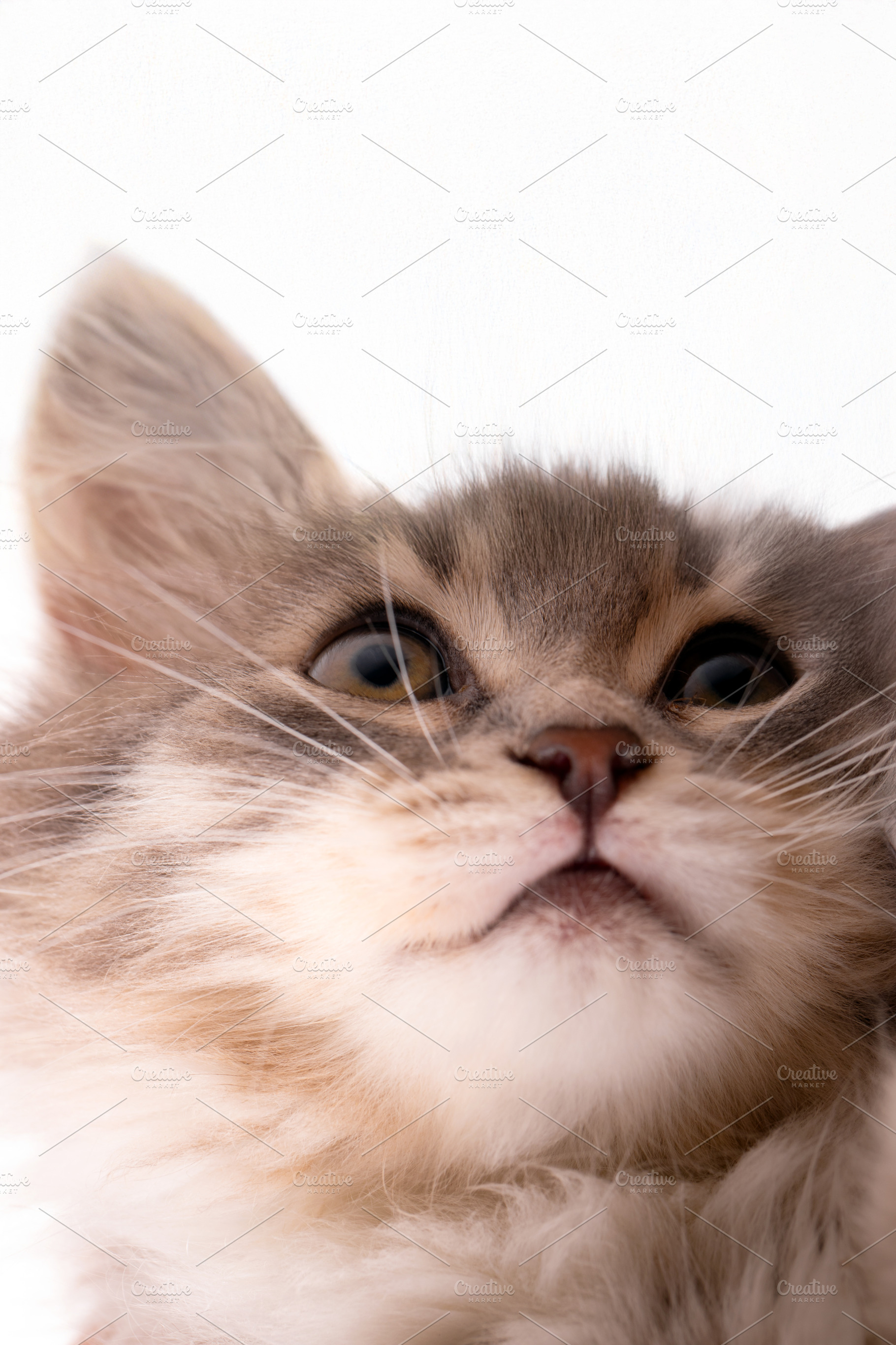 Adorable fluffy kitten face close up against a white background, perfect for pe, an Animal Photo by Ales Munt