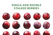Cranberries—46 images, an Object Graphic by Hortimages (Thumbnail 3 of 8)