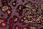 20 burgundy marble textures 64 mp, a Texture Graphic by tkdesign (Thumbnail 7 of 21)
