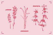 HERBAL TEA (30+ ILLUSTRATIONS), a Food Illustration by Bonfloret Studio (Thumbnail 4 of 10)