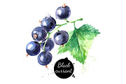 Watercolor Berries Vector Set 2, a Food Illustration by Elena Pimonova (Thumbnail 2 of 4)