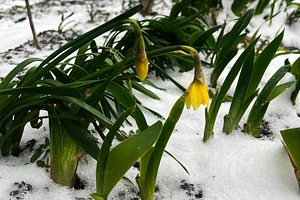 Yellow flowers blooming through snow in a winter urban garden, a Photo by AS photostudio