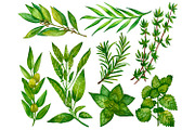 Watercolor everyday green herbs set, a Food Illustration by Fresh art by Larysa (Thumbnail 2 of 7)