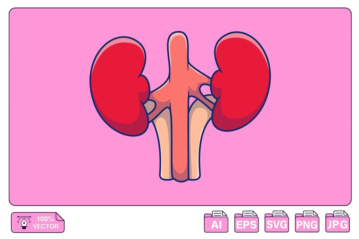 Kidney Cartoon Vector Icons, a Person Illustration by Artstorystudio (Photo 1 of 3)