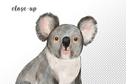 Watercolor Australia Animals Clipart, an Animal Illustration by svetodesign (Thumbnail 8 of 9)