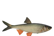 Chub, an Animal 3D Model by AndrewWhite (Thumbnail 18 of 21)
