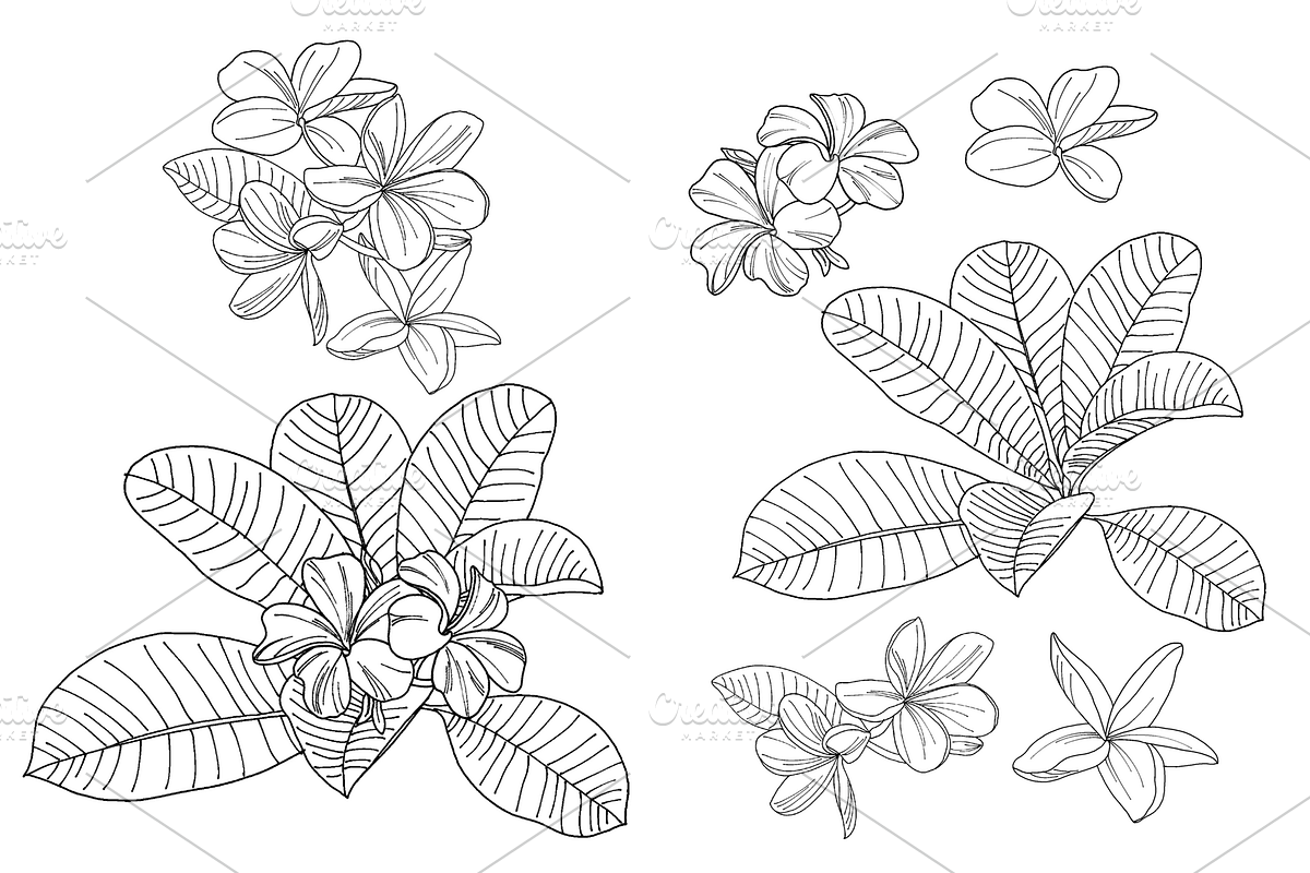 Flowers outlined, an Object Graphic by VictoriaKStudio (Photo 4 of 4)