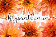 Coral Mums -Realistic Flowers, an Object Graphic by Turning Moss (Thumbnail 4 of 5)
