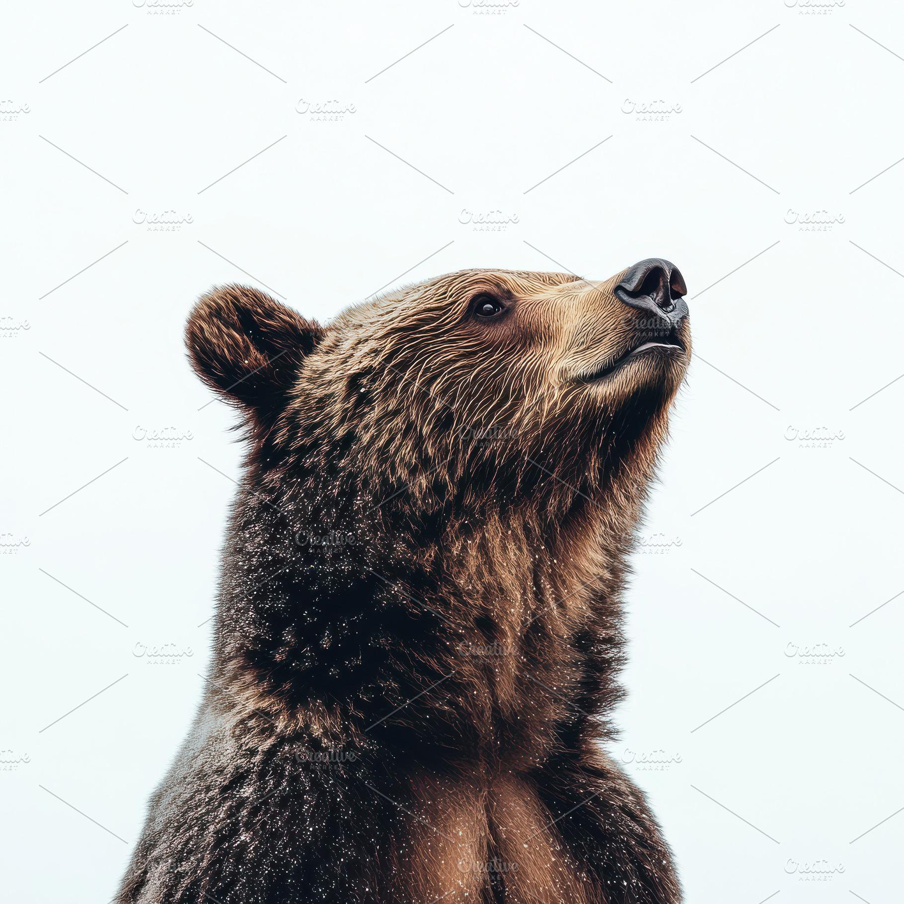 Grizzly Bear Winter Portrait Majesti, an Animal Photo by Pixeness