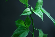 99 Frames of green leaves, a Nature Photo by Handmadefont (Thumbnail 94 of 100)