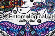 Entomological collection insect, a Decorative Illustration by Moonflora (Thumbnail 1 of 13)
