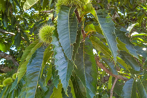 Tree branches with green foliage and fruits, a Nature Photo by DanFLCreativo
