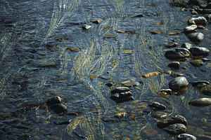 Stream with rocks and golden algae, a Wallpaper Photo by SkyNext