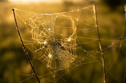 Closeup photo of spider on web stock photo containing background and grunge