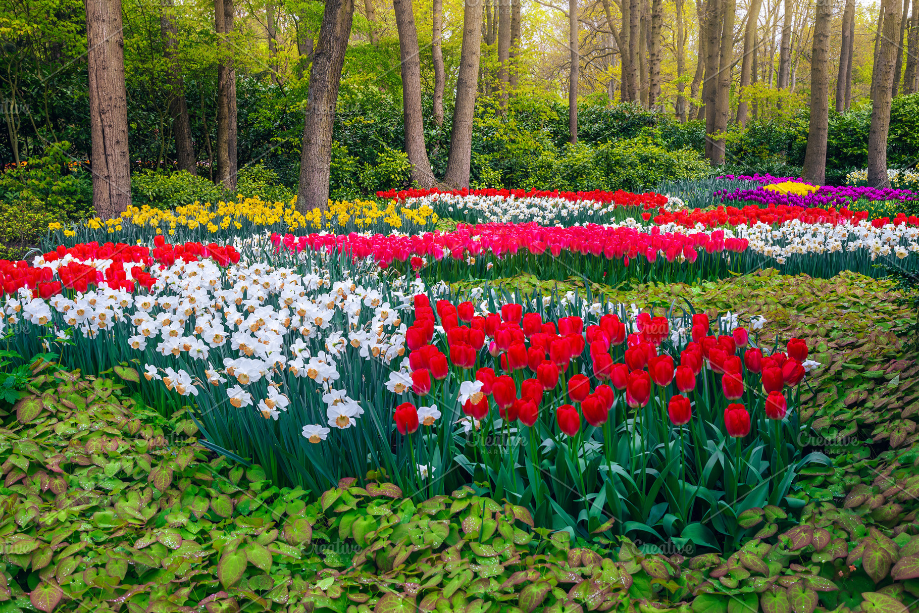 Arranged flower beds with daffodils, a Nature Photo by Alpine Dreams
