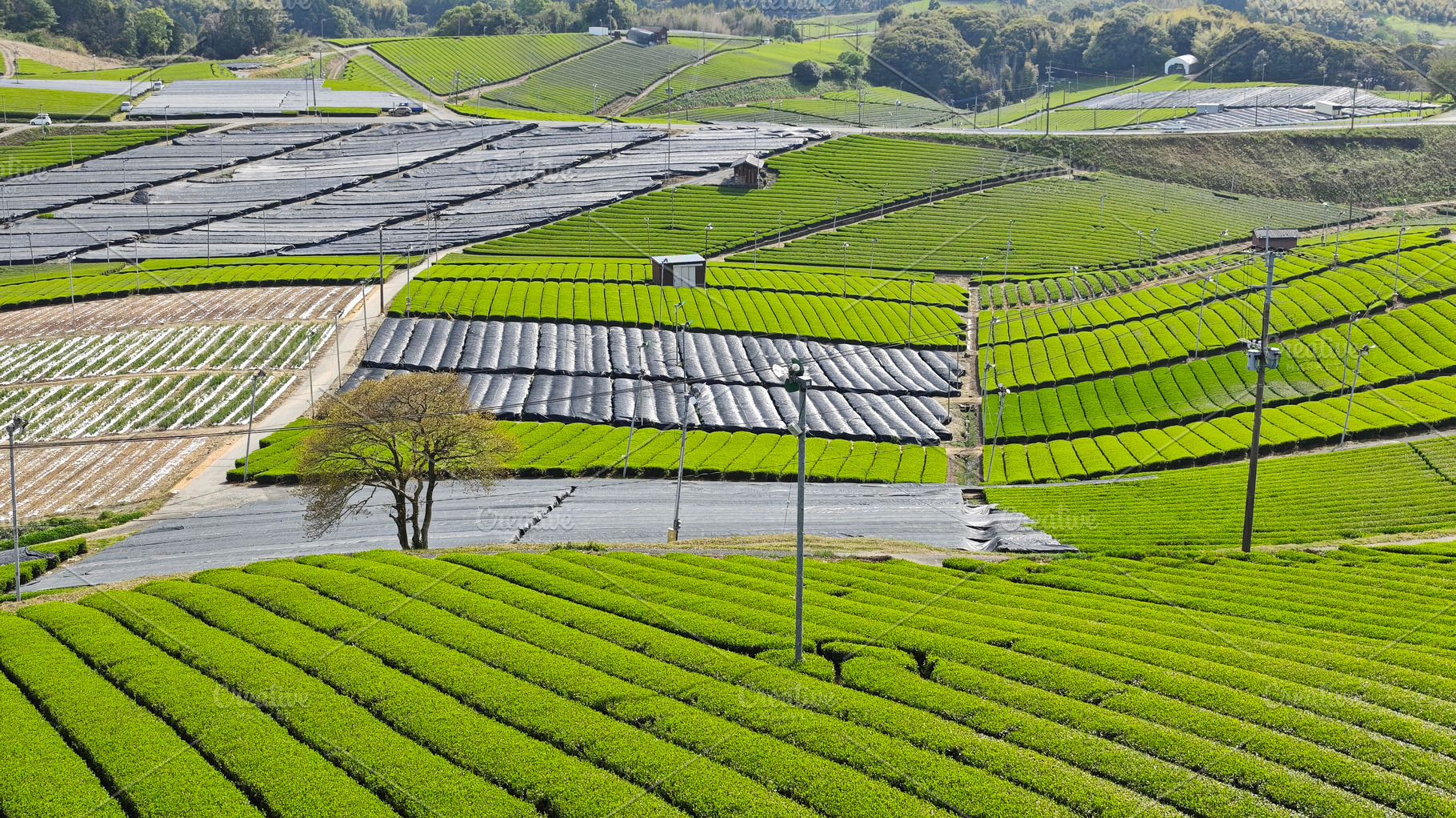 Wide landscape of tea farm and agricultural fields, showcasing s, a Photo by salmon.black