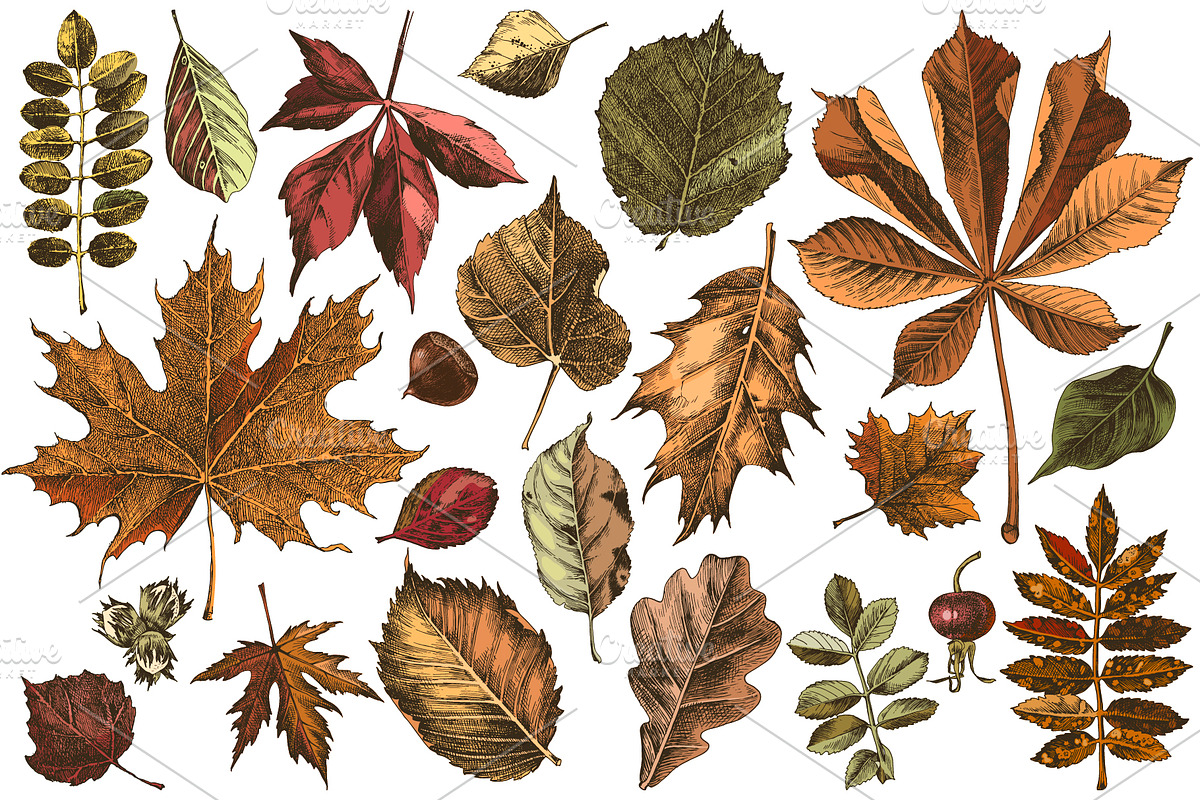 Hand drawn botanical bundle, an Illustration by handsketched (Photo 9 of 24)