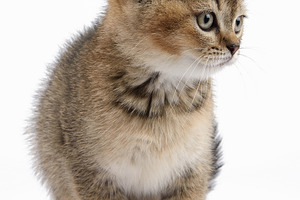 A small, fluffy Scottish Straight kitten with a golden-brown tab, an Animal Photo by ndanko