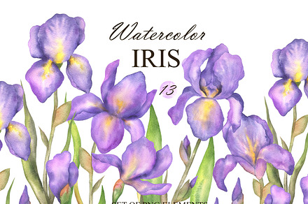 Watercolor Iris flower clipart, an Illustration by OlDm_Shop