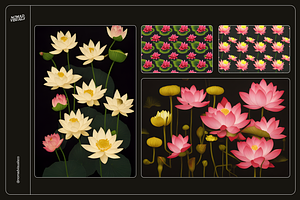 Lotus Flowers