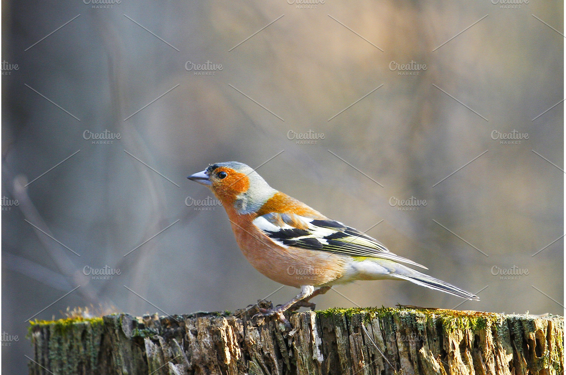Colorful Male Chaffinch Perched on, an Animal Photo by Pakosta