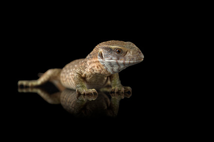 The savannah monitor lizard, an Animal Photo by AnimalArt