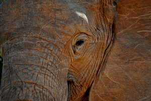 Elephant stock photo containing elephant and elephant texture